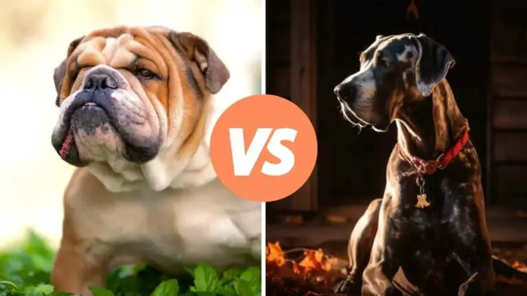 bulldog vs great dane