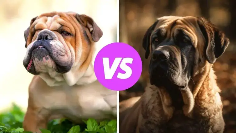 bulldog vs mastiff