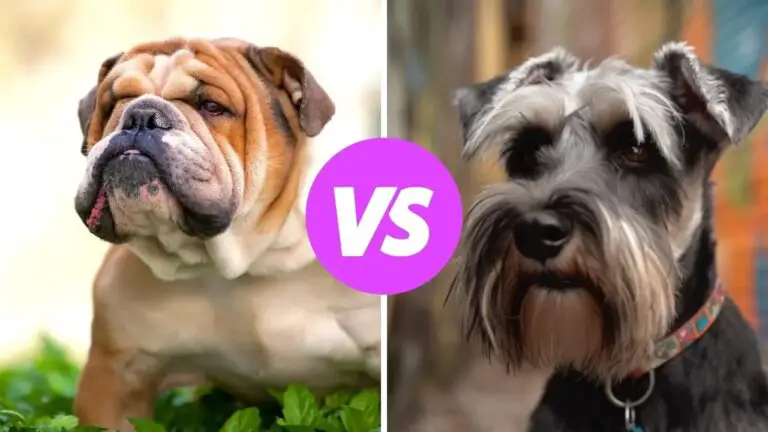 bulldog vs miniature schnauzer