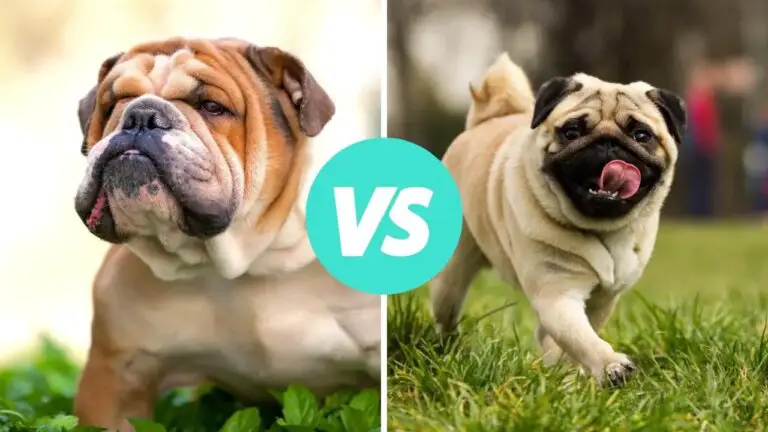 bulldog vs pug