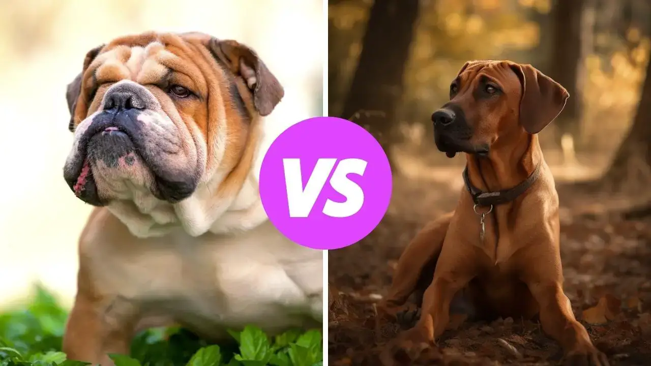 bulldog vs rhodesian ridgeback