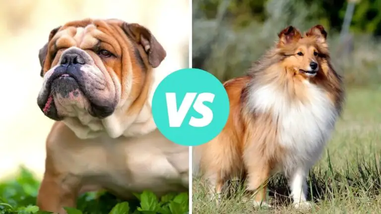 bulldog vs shetland sheepdog
