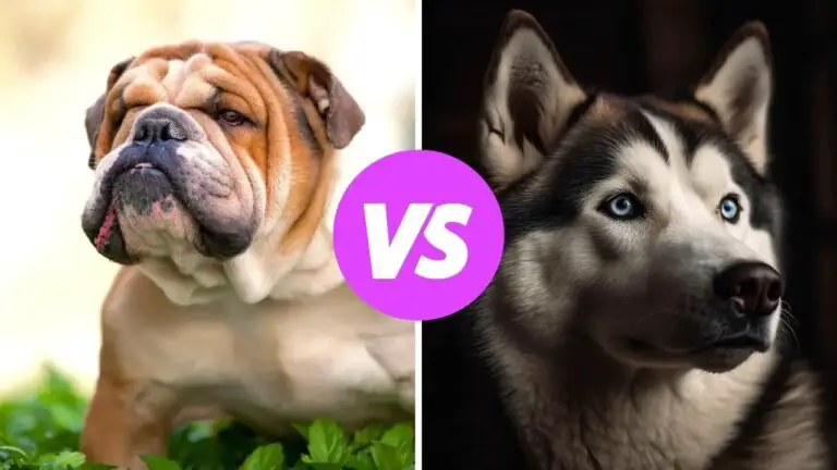 bulldog vs siberian husky