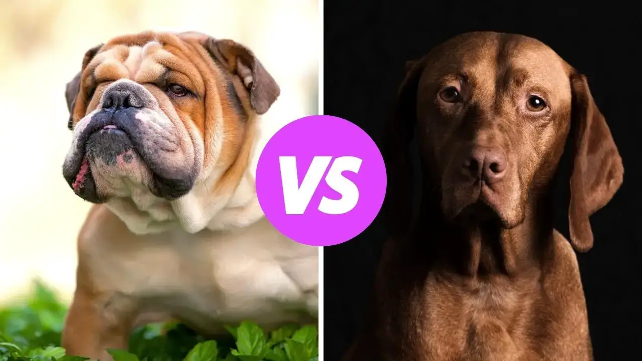 bulldog vs vizsla
