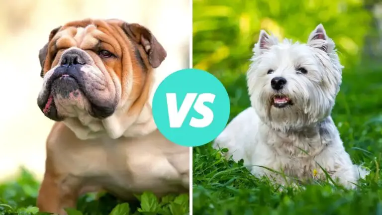 bulldog vs west highland white terrier
