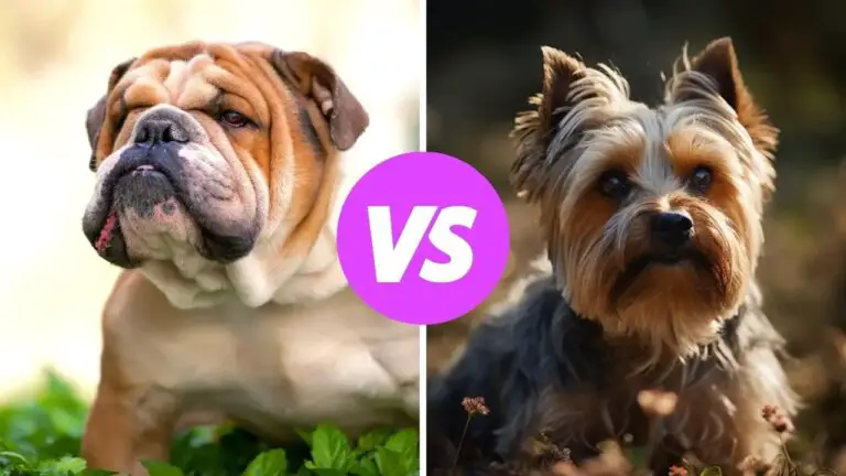 bulldog vs yorkshire terrier