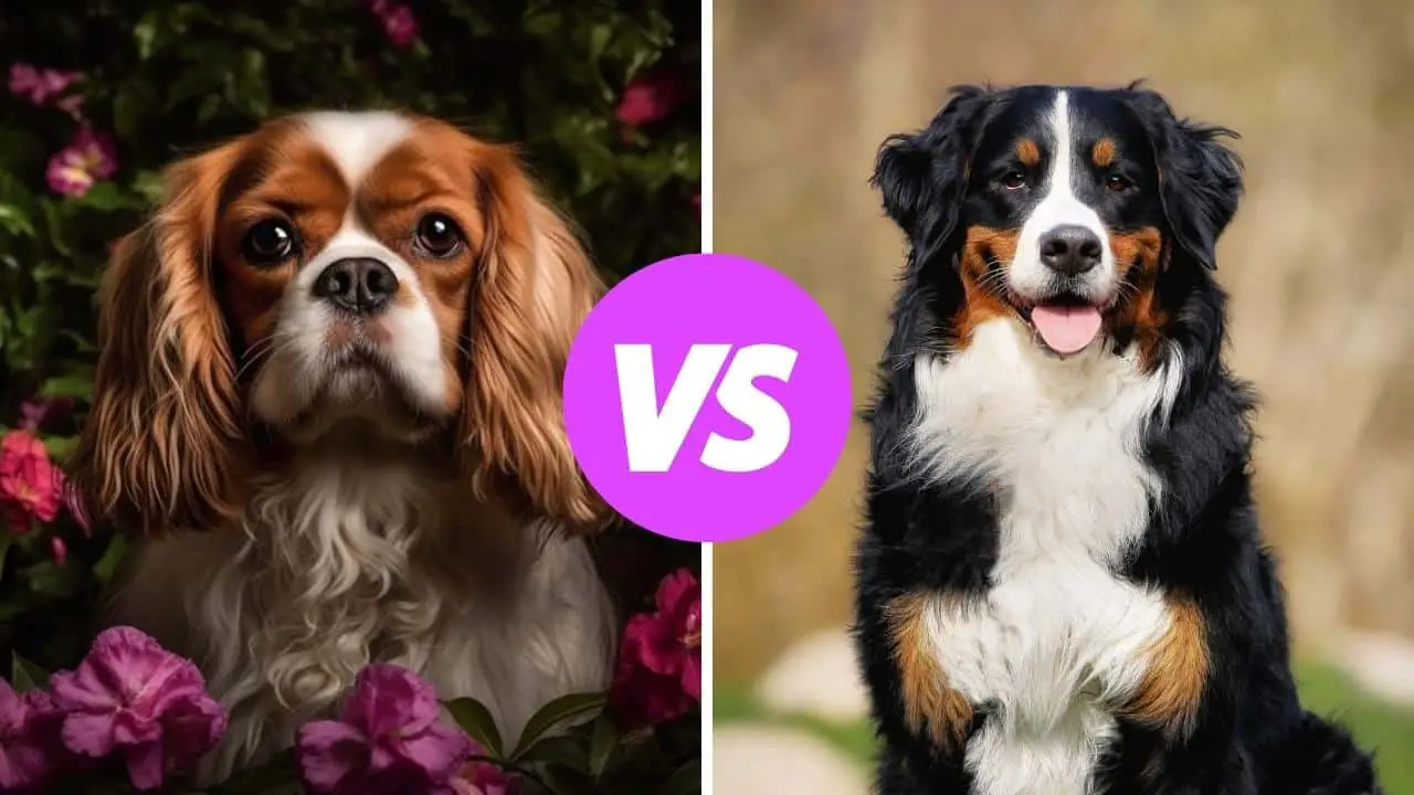 cavalier king charles spaniel vs bernese mountain dog