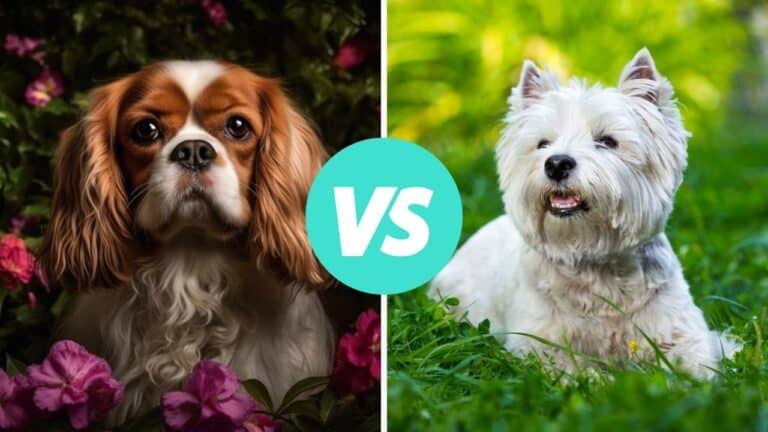cavalier king charles spaniel vs west highland white terrier