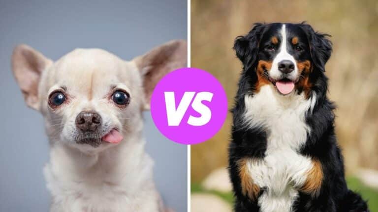 chihuahua vs bernese mountain dog