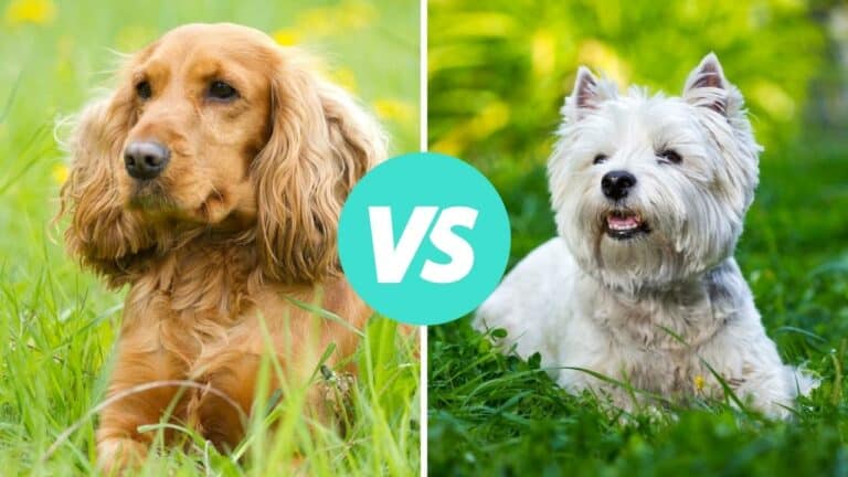 cocker spaniel vs west highland white terrier