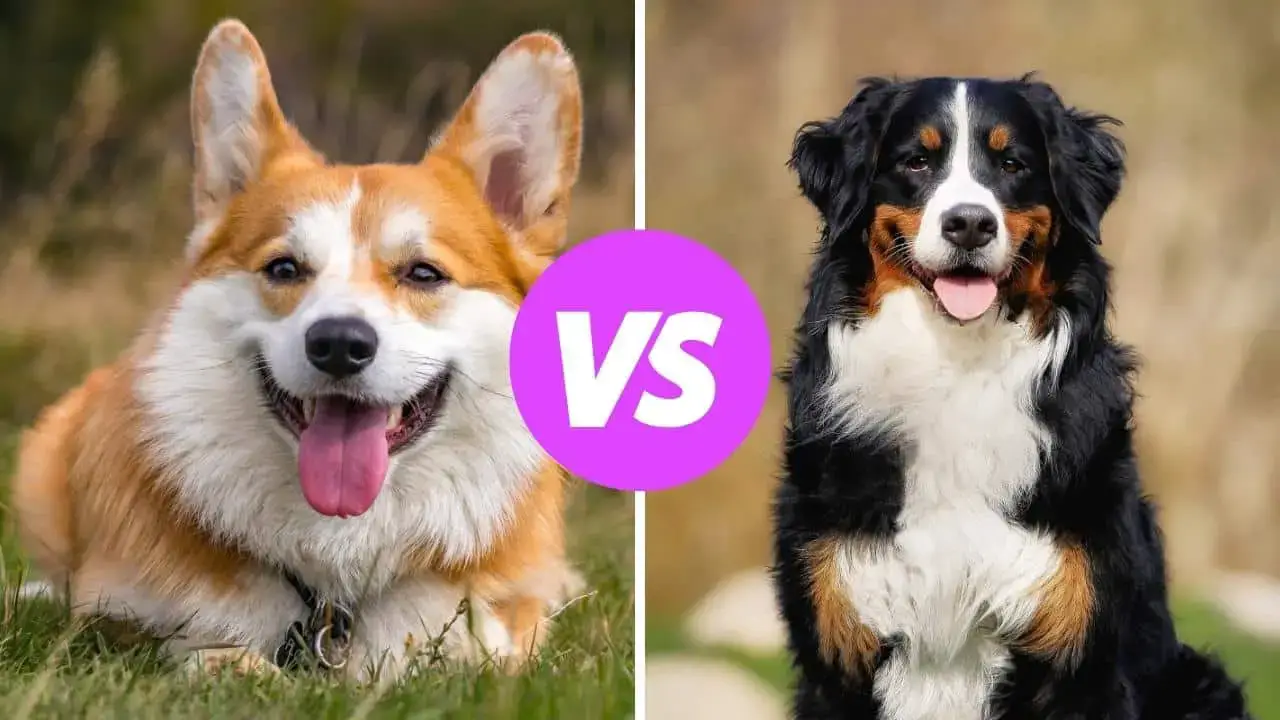 corgi vs bernese mountain dog