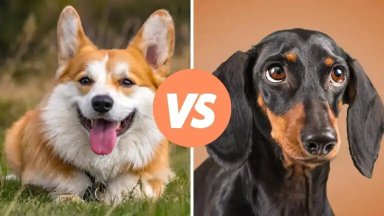 corgi vs dachshund