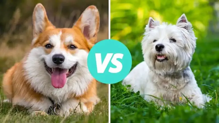 corgi vs west highland white terrier