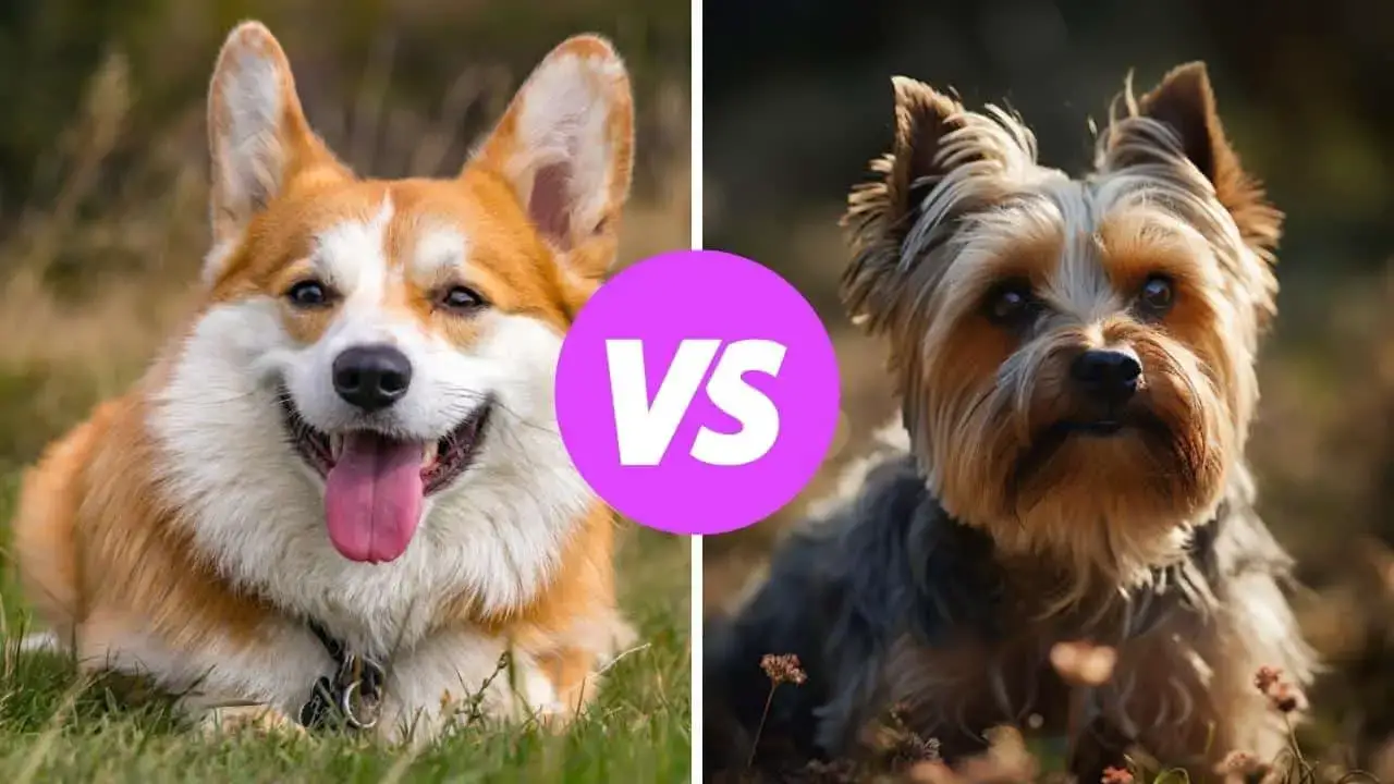 corgi vs yorkshire terrier