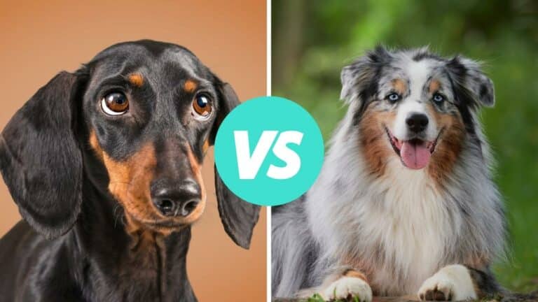 dachshund vs australian shepherd