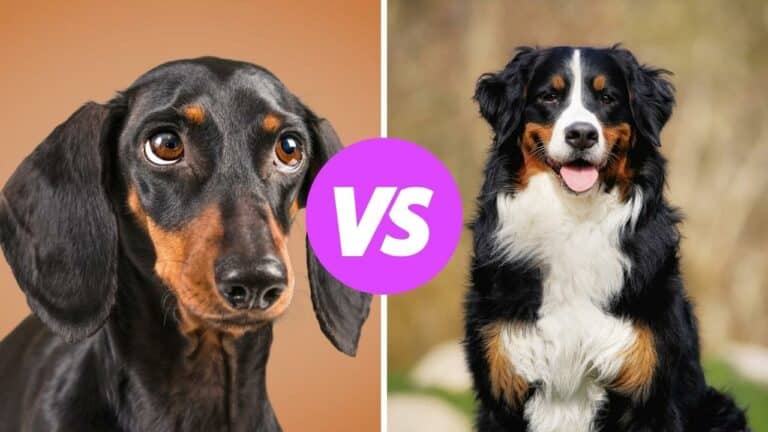 dachshund vs bernese mountain dog