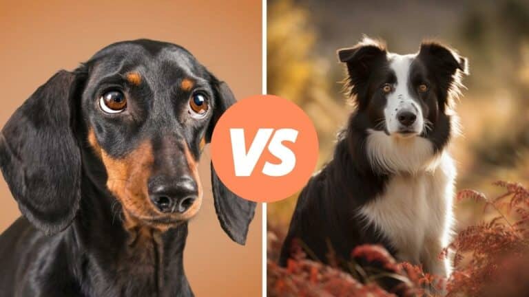 dachshund vs border collie