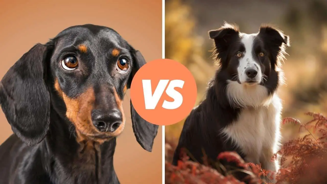 dachshund vs border collie