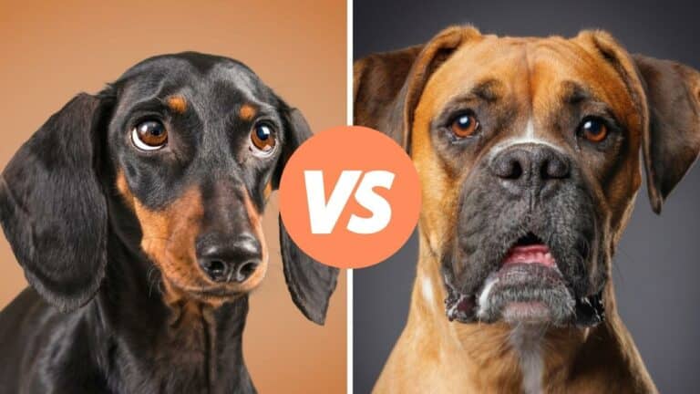 dachshund vs boxer