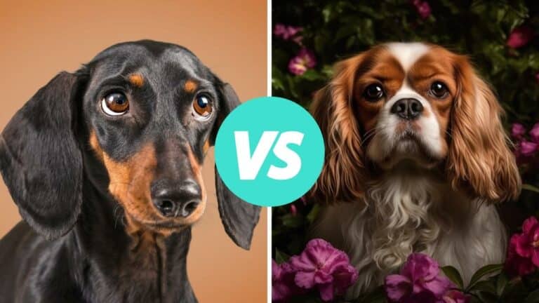dachshund vs cavalier king charles spaniel