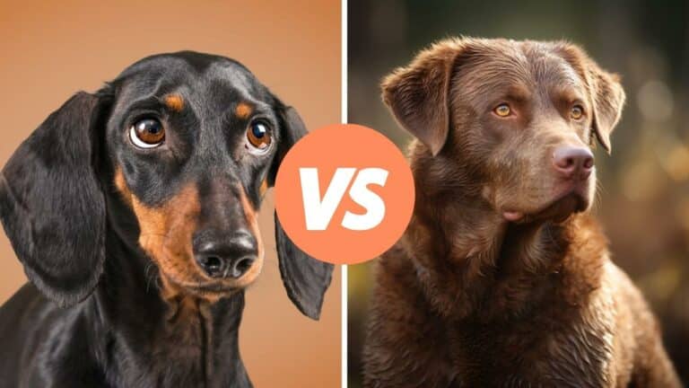 dachshund vs chesapeake bay retriever