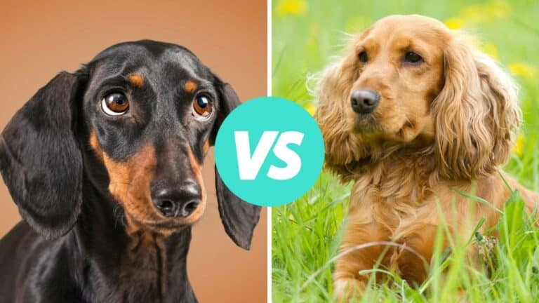 dachshund vs cocker spaniel