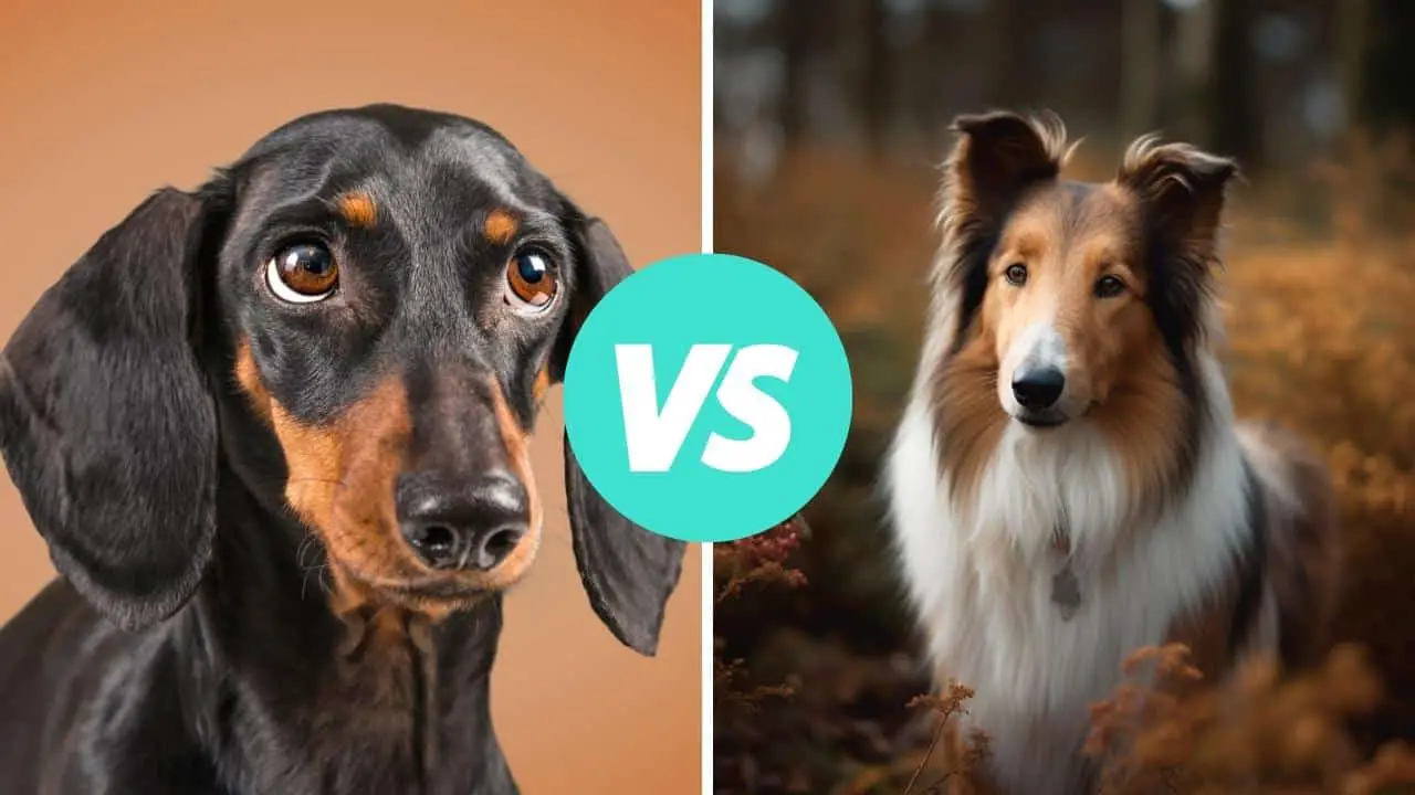 dachshund vs collie