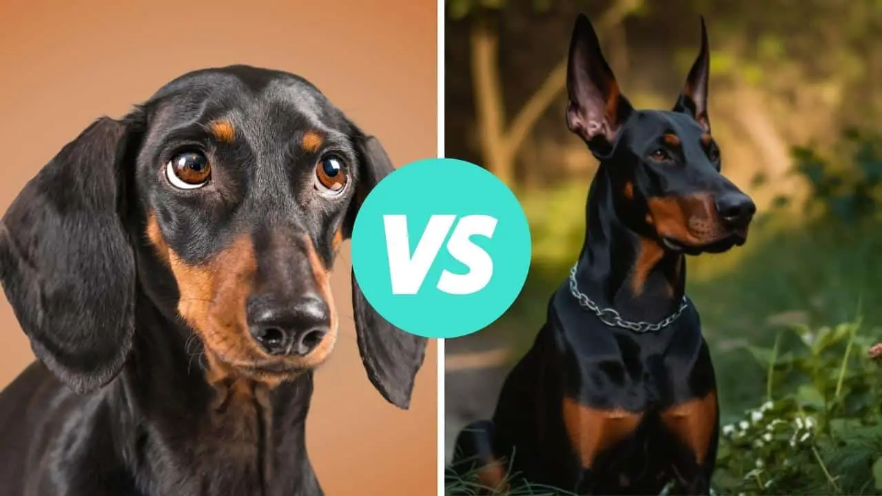 dachshund vs doberman pinscher