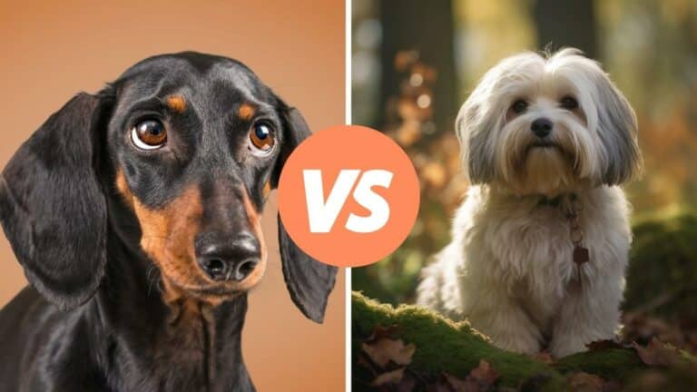 dachshund vs havanese