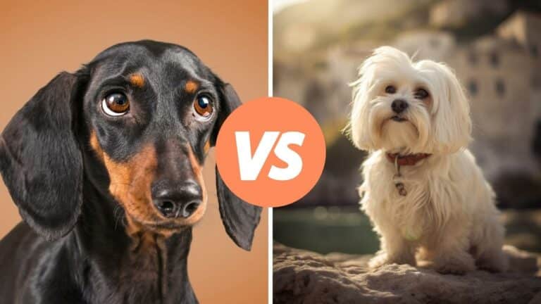 dachshund vs maltese