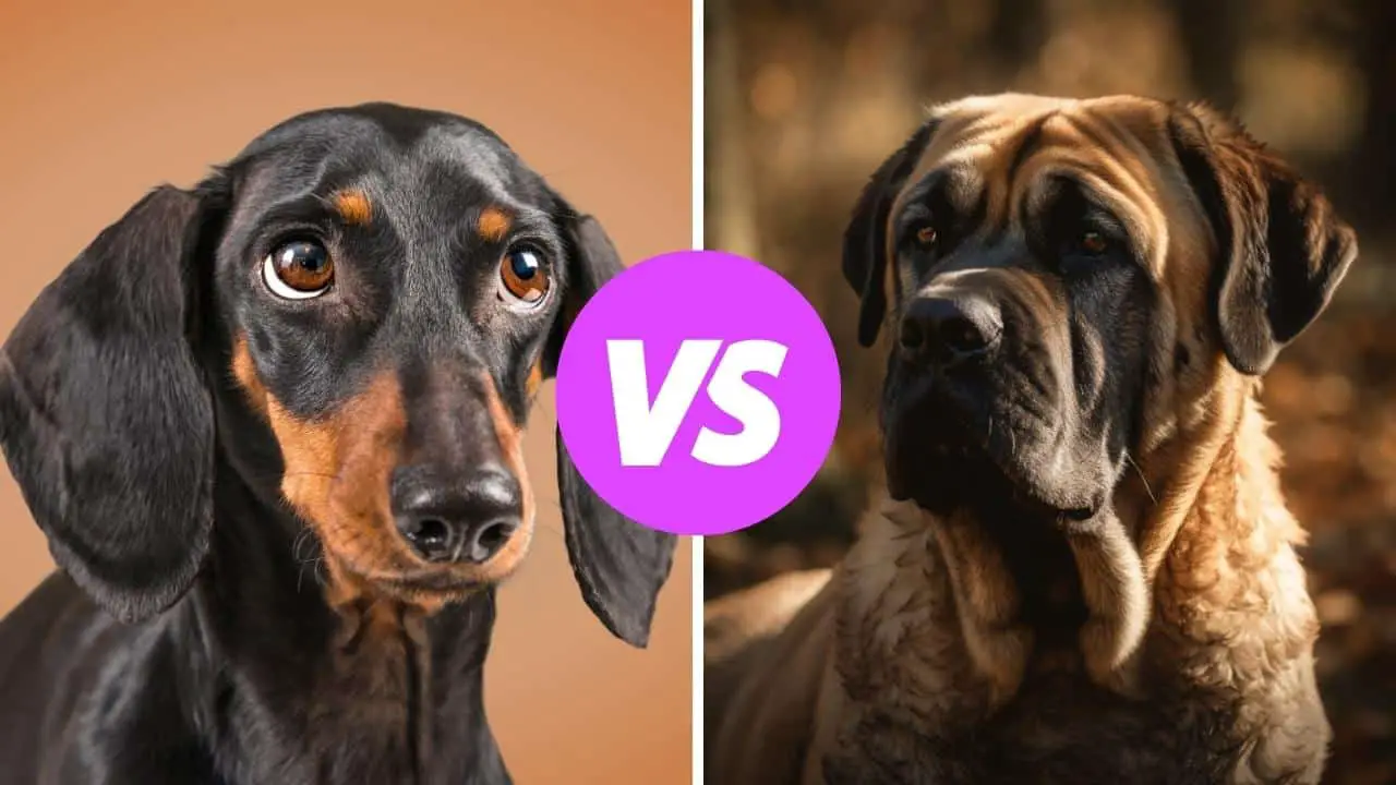 dachshund vs mastiff