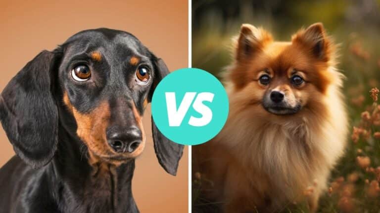 dachshund vs pomeranian