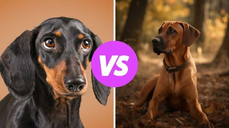 dachshund vs rhodesian ridgeback