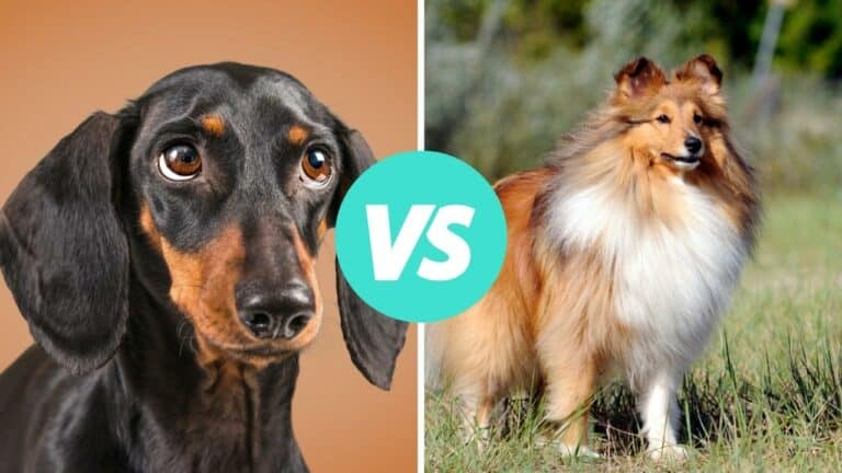 dachshund vs shetland sheepdog