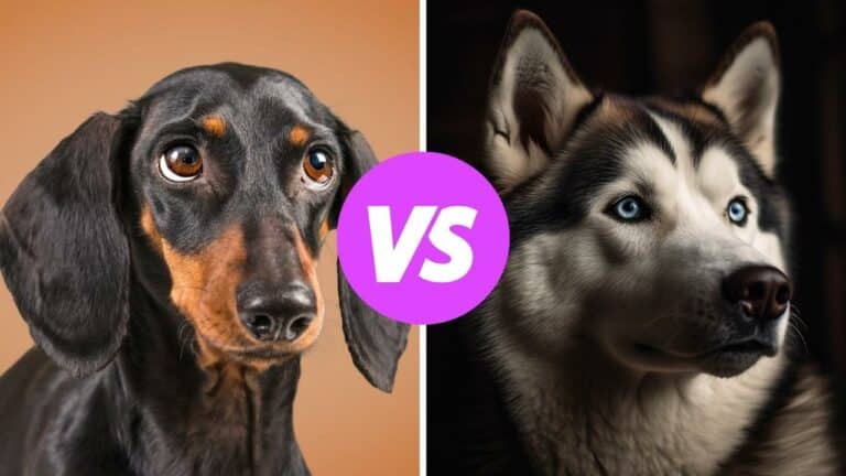dachshund vs siberian husky