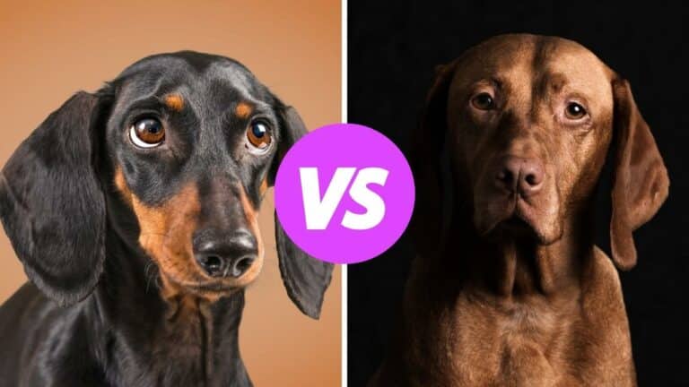 dachshund vs vizsla