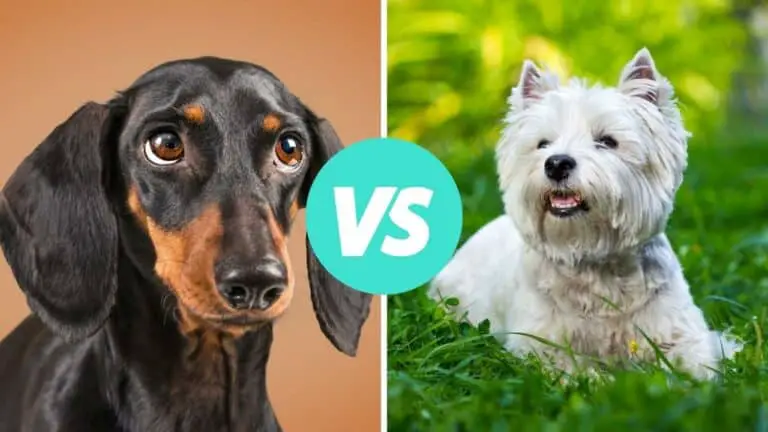 dachshund vs west highland white terrier
