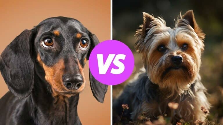 dachshund vs yorkshire terrier
