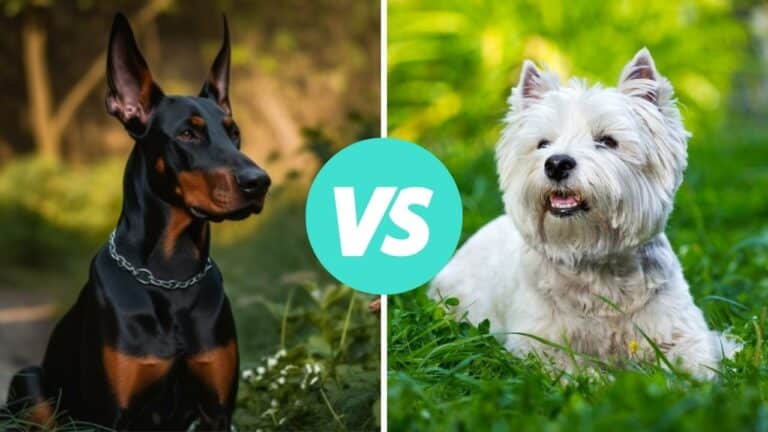 doberman pinscher vs west highland white terrier