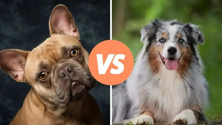 french bulldog vs australian shepherd