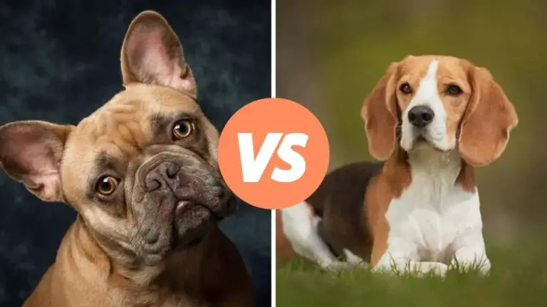 french bulldog vs beagle