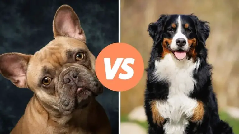 french bulldog vs bernese mountain dog