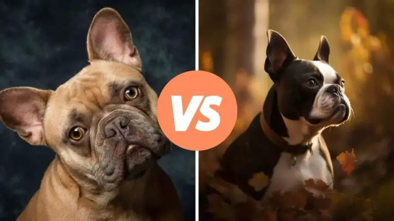 french bulldog vs boston terrier