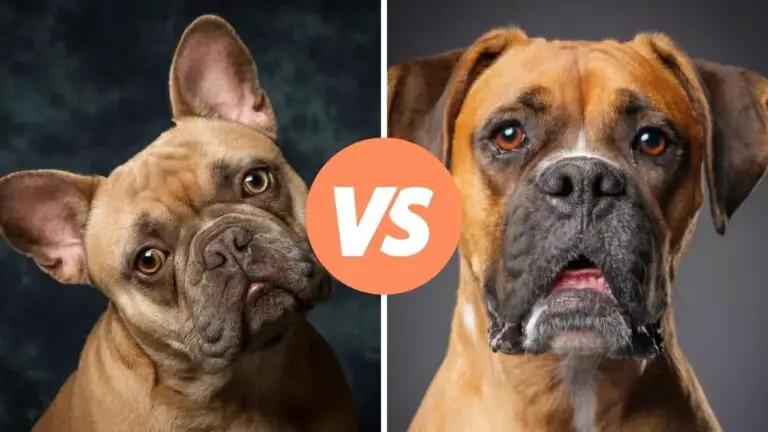 french bulldog vs boxer