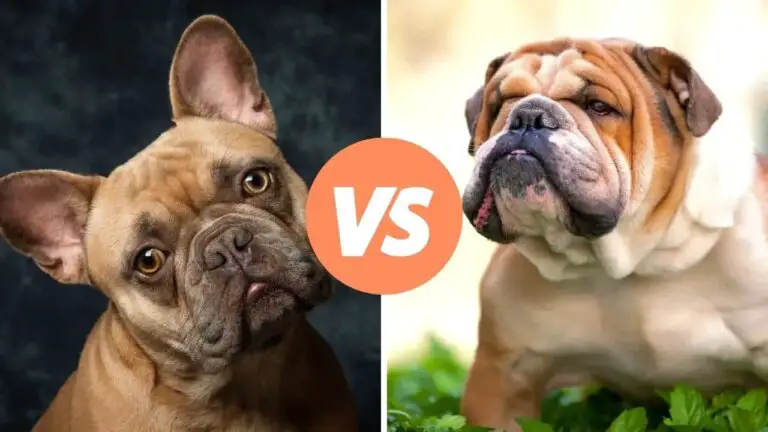 french bulldog vs bulldog