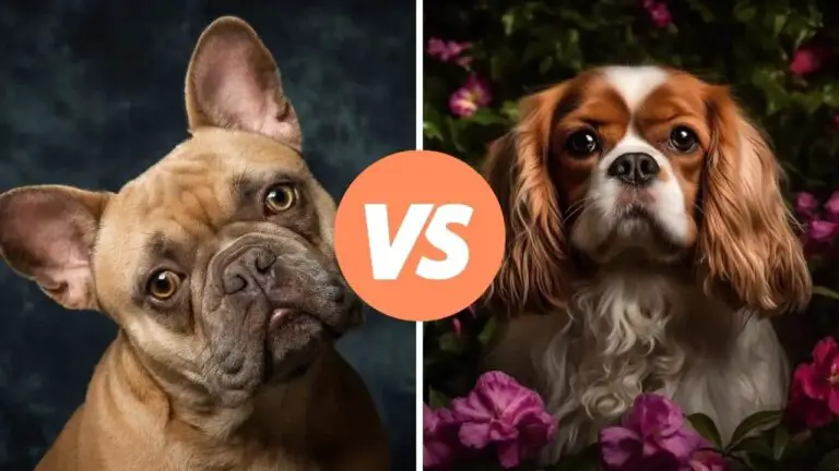 french bulldog vs cavalier king charles spaniel