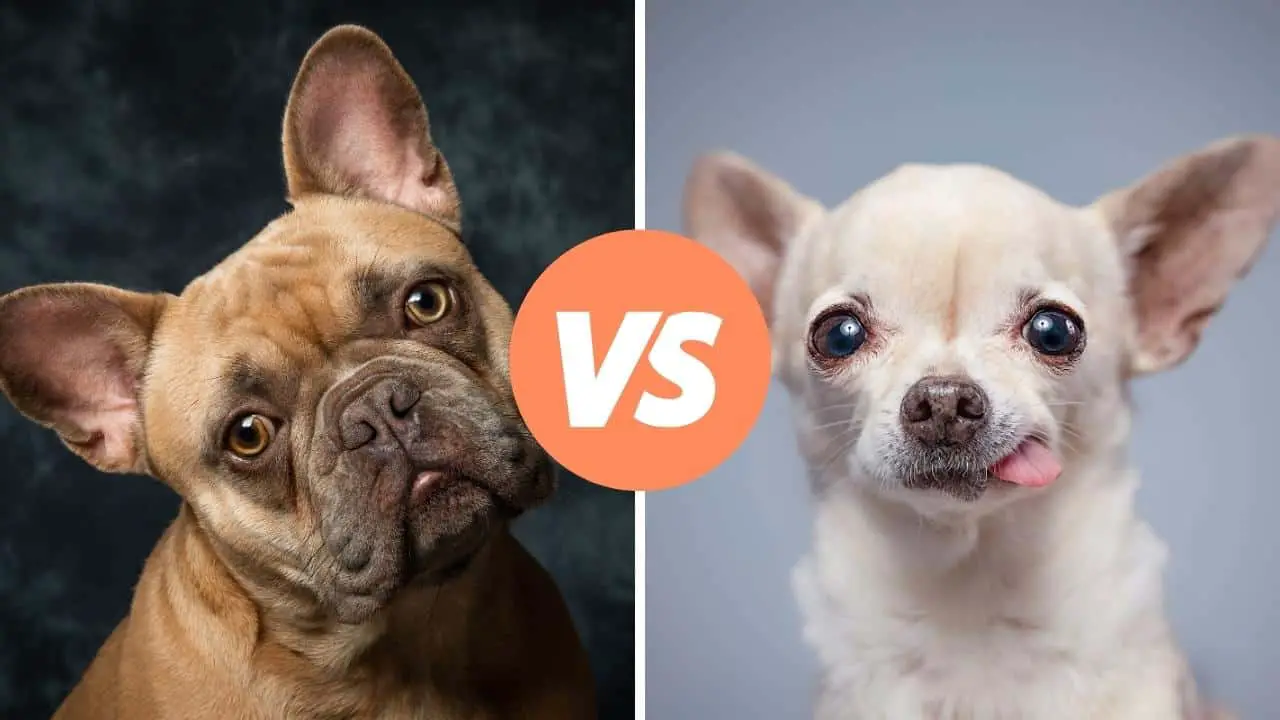 french bulldog vs chihuahua