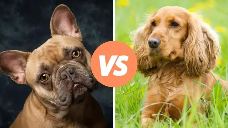 french bulldog vs cocker spaniel