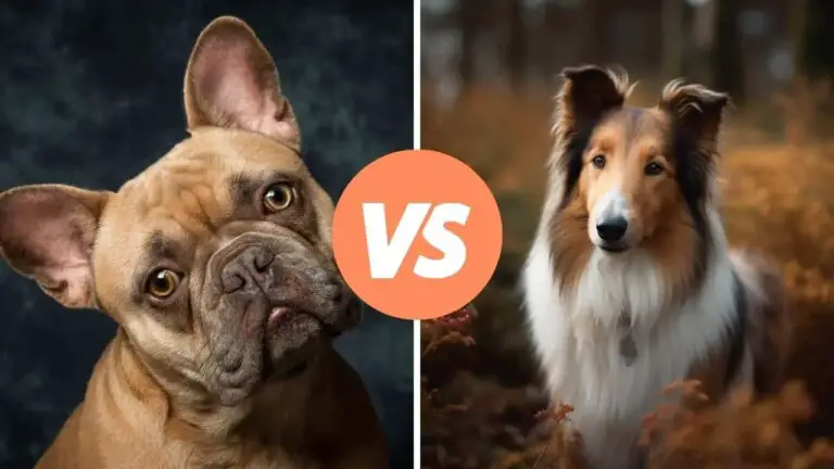 french bulldog vs collie