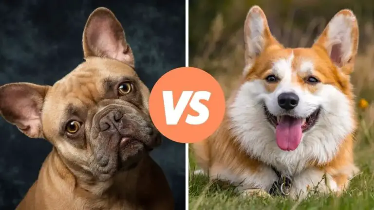french bulldog vs corgi